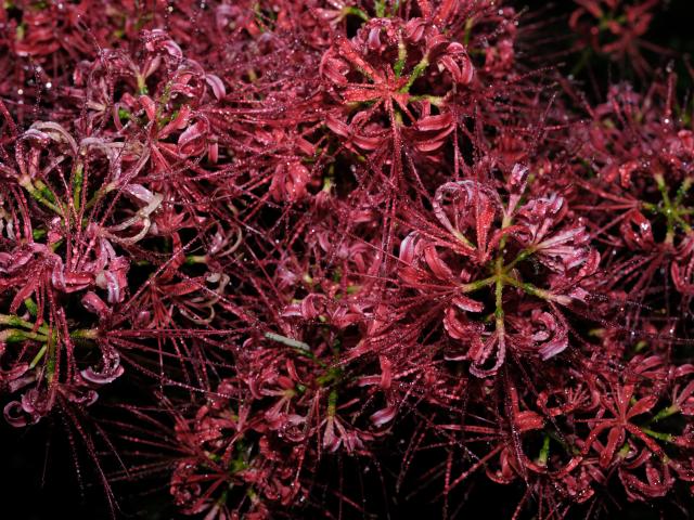 リリィ 中古)FUJIFILM (フジフイルム) フジノン GF55mm F1.7 R WR（商品