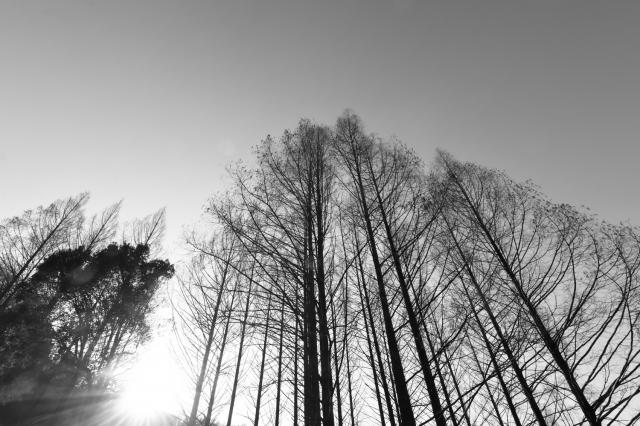 新品)Canon (キヤノン) RF-S10-18mm F4.5-6.3 IS STM（商品ID