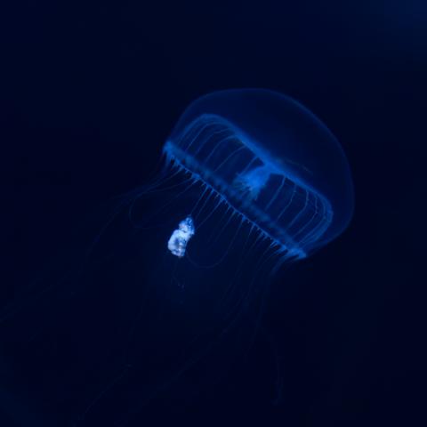 Olympus OM用 24/50/100mm 単焦点レンズ 新品)Voigtlander (フォクトレンダー) NOKTON 50mm F1