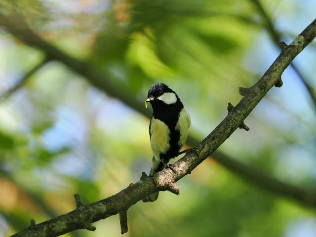 新品)OM SYSTEM（オーエムシステム） M.ZUIKO DIGITAL ED 150-600mm F5