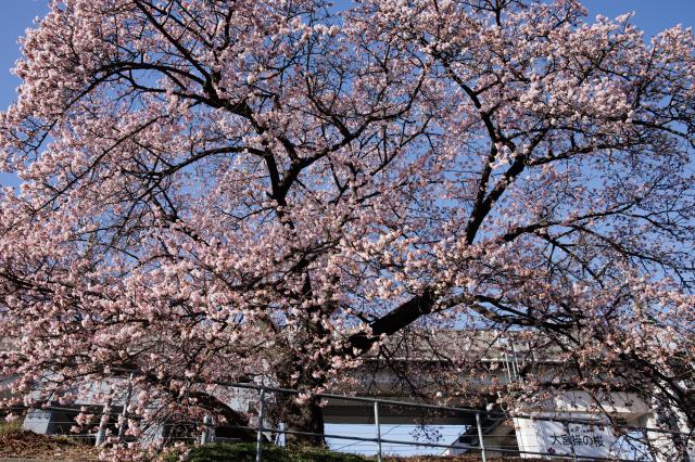 新品)Canon (キヤノン) EOS R6 Mark II RF24-105 IS STMレンズキット