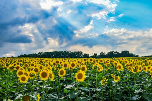 新品)SIGMA (シグマ) Contemporary 30mm F1.4 DC DN (ニコンZ/APS-C用