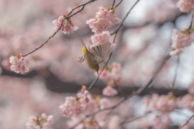 新品)SONY (ソニー) FE 135mm F1.8 GM SEL135F18GM（商品ID