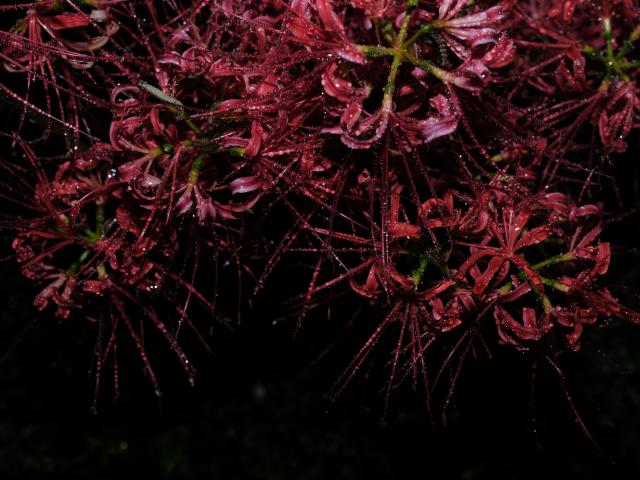 リリィ 中古)FUJIFILM (フジフイルム) フジノン GF55mm F1.7 R WR（商品