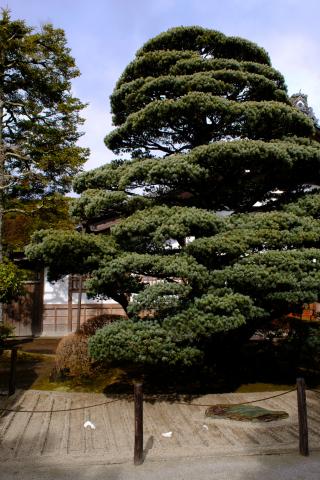 新品)SIGMA (シグマ) Contemporary 18-50mm F2.8 DC DN (フジフイルムX