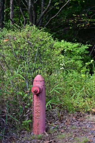 新品)Nikon (ニコン) Z50II ダブルズームキット（商品ID