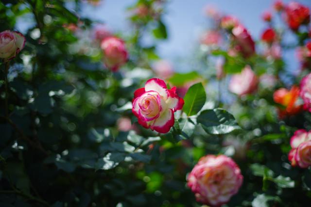 ローズ商品 楽天市場】APROZ / アプロス ROSEWORD FLOOR LIGHT / ローズ