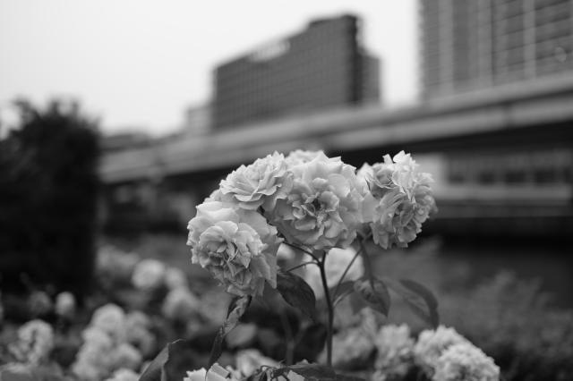 ◆サトさん専用 XF23mmF1.4 R LM WR PH 新品)FUJIFILM (フジフイルム) フジノン XF23mm F1.4 R LM WR