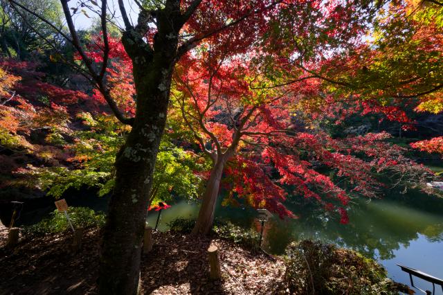 新品)Nikon (ニコン) Z5II 24-200 レンズキット（商品ID