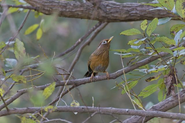 レンズ(ズーム) RF100-400mmF5.6-8 IS USM 中古)Canon (キヤノン) RF100-400mm F5.6-8 IS USM（商品ID