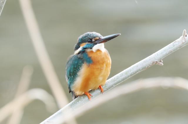 新品)FUJIFILM (フジフイルム) フジノン XF150-600mm F5.6-8 R LM OIS