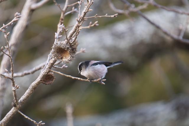 新品)TAMRON (タムロン) 18-300mm F3.5-6.3 Di III-A VC VXD / Model