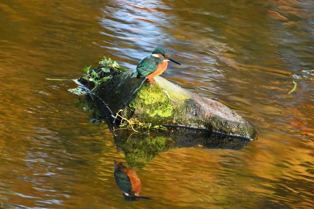 新品)Nikon (ニコン) Z5II 24-200 レンズキット（商品ID