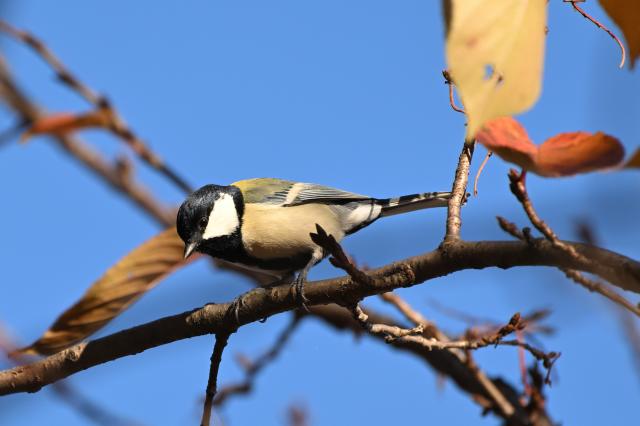 新品)Nikon (ニコン) Z5II 24-50 レンズキット（商品ID：4960759920300