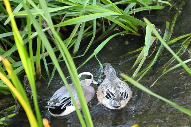 新品)Nikon (ニコン) Z5II 24-200 レンズキット（商品ID