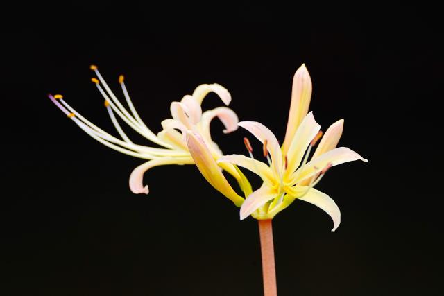 TAMRON 70-300mmF/4.5-6.3+zx cplフィルター セット 新品)TAMRON (タムロン) 70-300mm F4.5-6.3 Di III RXD/Model A047Z