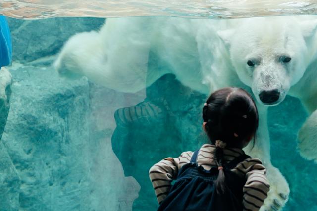 新品)Panasonic (パナソニック) LUMIX S5II 標準ズームレンズキット DC