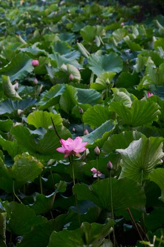 新品)TAMRON (タムロン) 50-400mm F4.5-6.3 Di III VC VXD / Model