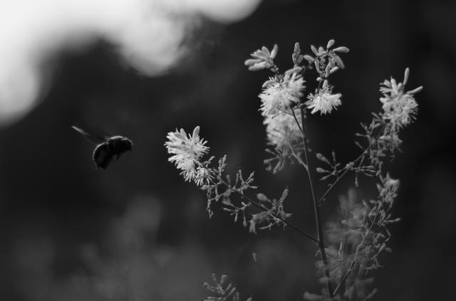 ボーンズ　ビンテージ　50mm v1 MADE USA Amazon.co.jp: Voigtlander ヴィンテージライン 50mm f1.5 II