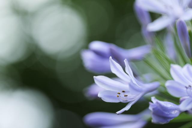 新品)SIGMA (シグマ) Art 105mm F2.8 DG DN MACRO (ライカSL/TL 新品)SIGMA (シグマ) Art 105mm F2.8 DG DN MACRO (ライカSL/TL