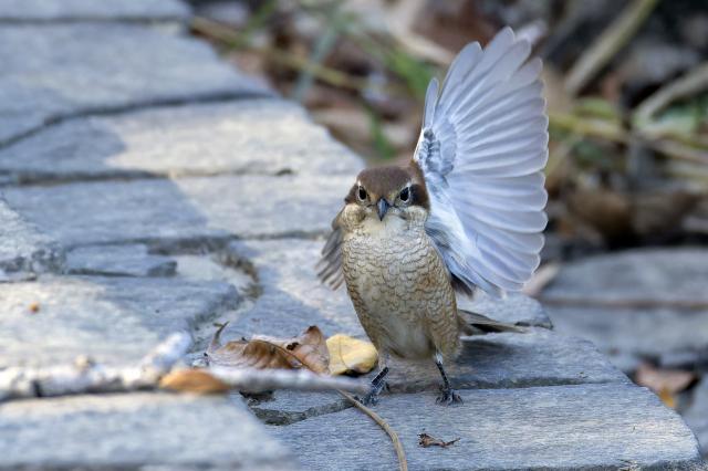 新品)Canon (キヤノン) EOS R6 Mark II RF24-105 IS STMレンズキット