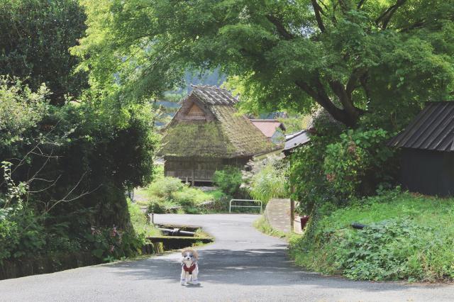 ★電動ズーム搭載 ソニー E PZ 18-200mm F3.5-6.3 OSS 新品)Canon (キヤノン) EOS R7 RF-S18-150 IS STM レンズキット