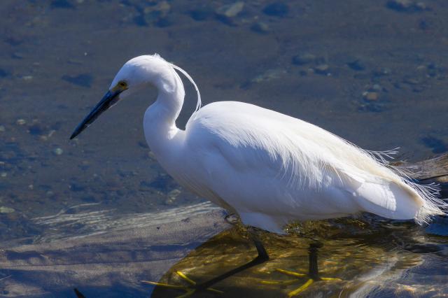 新品)Nikon (ニコン) AF-S NIKKOR 200-500mm F5.6E ED VR（商品ID