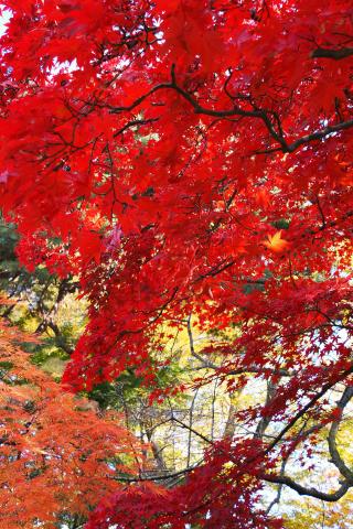 新品)OM SYSTEM（オーエムシステム） OM-5 Mark II 12-45mm F4.0 PRO