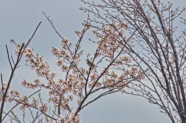 のん　Canon EF-S55-250mm f/4-5.6 IS II 中古)Canon (キヤノン) EF-S55-250mm F4-5.6 IS II（商品ID