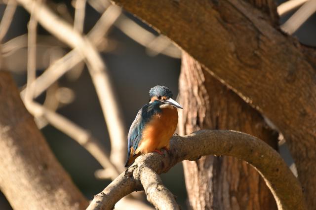 新品)Nikon (ニコン) Z5II 24-200 レンズキット（商品ID