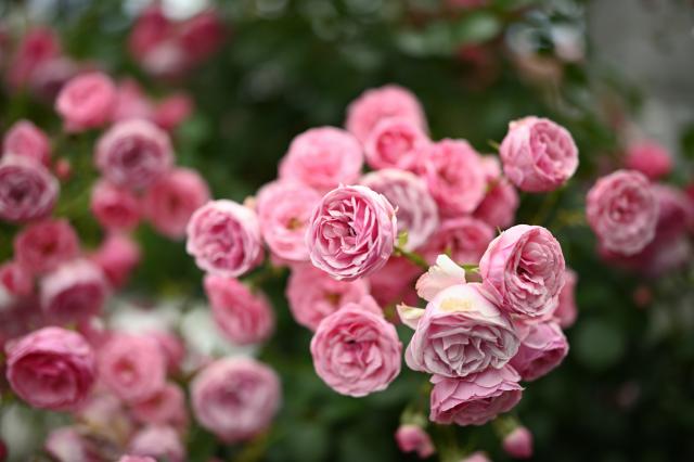 新品)Carl Zeiss (カールツァイス) Milvus 35mm F1.4 ZF.2（ニコンF用