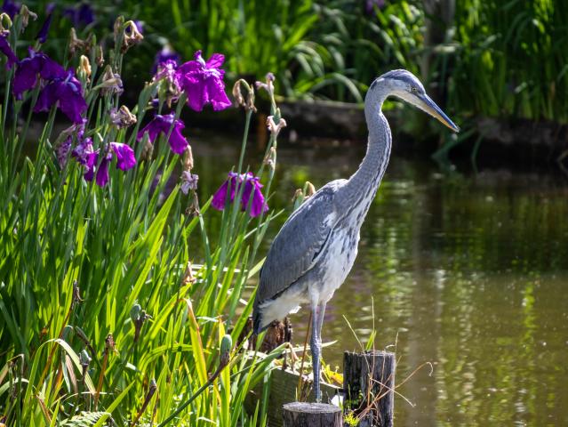 新品)Canon (キヤノン) EOS R50 ダブルズームキット ブラック（商品ID