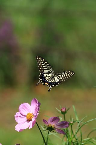 新品)Canon (キヤノン) EOS R8 RF24-50mm IS STM レンズキット