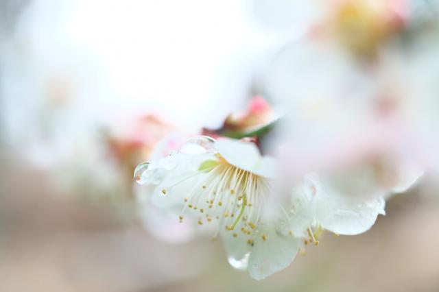 中古)SONY (ソニー) FE 50mm F2.8 Macro SEL50M28(商品ID 中古)SONY (ソニー) FE 50mm F2.8 Macro SEL50M28(商品ID