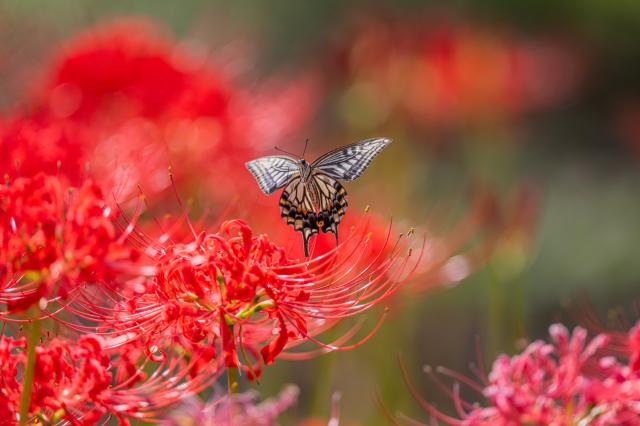 新品)Nikon (ニコン) Z9（商品ID：4960759906168）詳細ページ