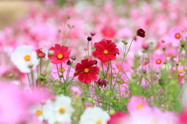 新品)Canon (キヤノン) RF100-400mm F5.6-8 IS USM（商品ID