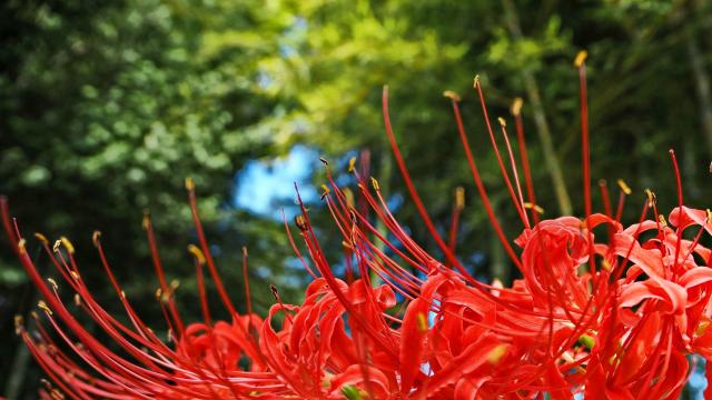 新品)OM SYSTEM（オーエムシステム） OM-5 14-150mm II レンズ