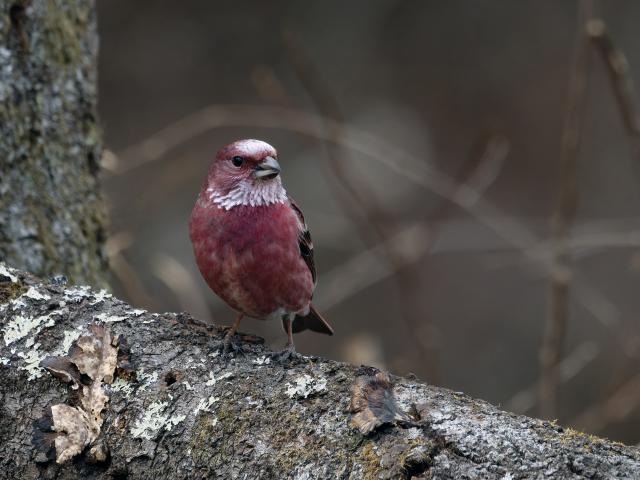 新品)OM SYSTEM（オーエムシステム） OM-1 Mark II 100-400mm II 超