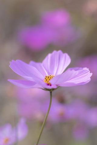 新品)Leica (ライカ) SL2 ズミクロン SL50mm F2 ASPH. セット シルバー