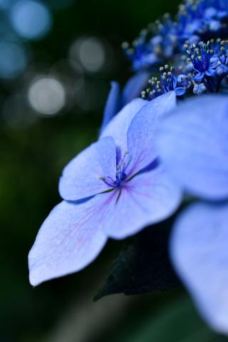 春の花撮影に最適！Nikon AF-S DX micro 40mm f/2.8G（AF-S DX