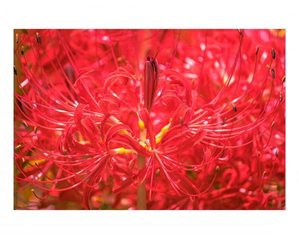 新品)Nikon (ニコン) NIKKOR Z 26mm F2.8（商品ID：4960759910967