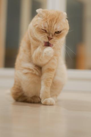 新品)Panasonic (パナソニック) LUMIX S5II ダブルレンズキット DC