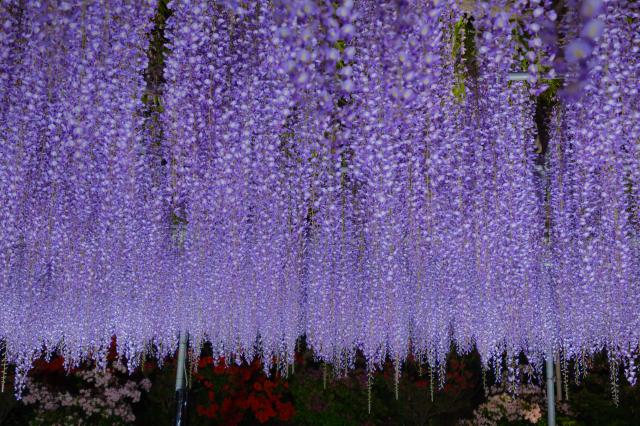 9/9 10時まで　nanao　xf10-24㎜　ストラップ2本 9/9 10時まで nanao xf10-24㎜ ストラップ2本 楽天市場】送料