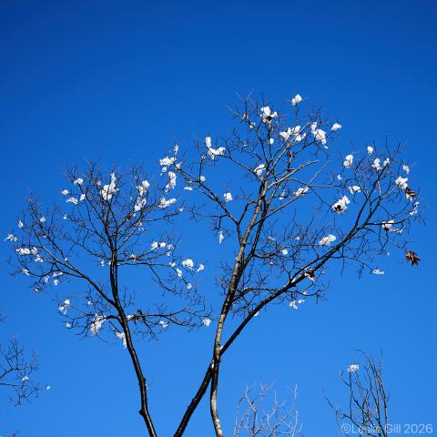 新品)Nikon (ニコン) Z5II 24-50 レンズキット（商品ID：4960759920300