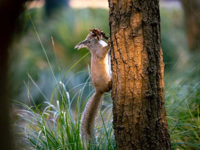 新品)OM SYSTEM（オーエムシステム） M.ZUIKO DIGITAL ED 50-200mm F2