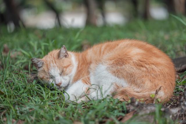新品)TAMRON (タムロン) 90mm F2.8 Di III MACRO VXD/Model F072S