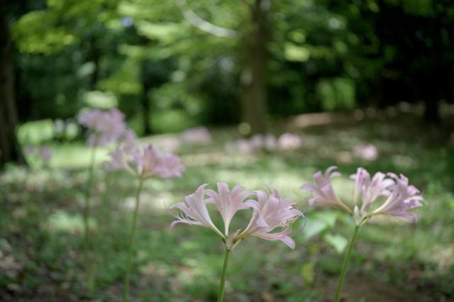 新品)Voigtlander (フォクトレンダー) APO-LANTHAR 35mm F2 Aspherical