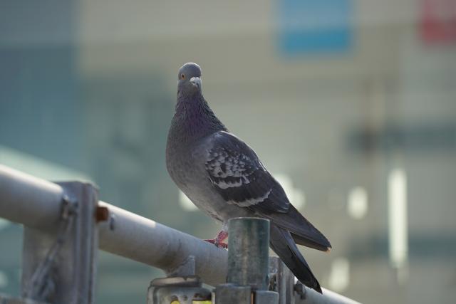 羽毛 新品)TAMRON (タムロン) 25-200mm F2.8-5.6 Di III VXD G2/ Model