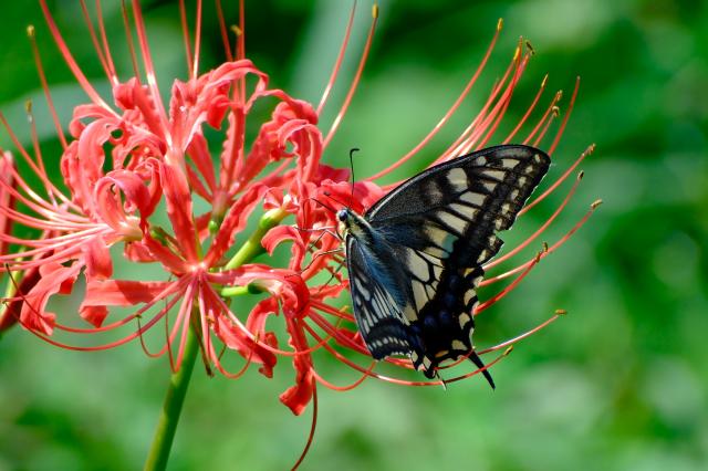 新品)FUJIFILM (フジフイルム) フジノン XF70-300mm F4-5.6 R LM