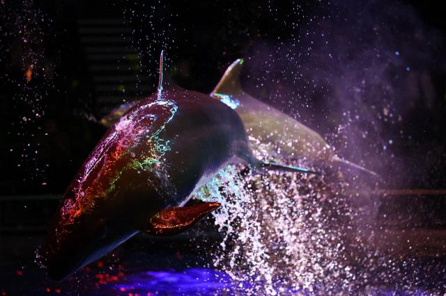 新品)Canon (キヤノン) RF70-200mm F2.8 L IS USM Z ブラック